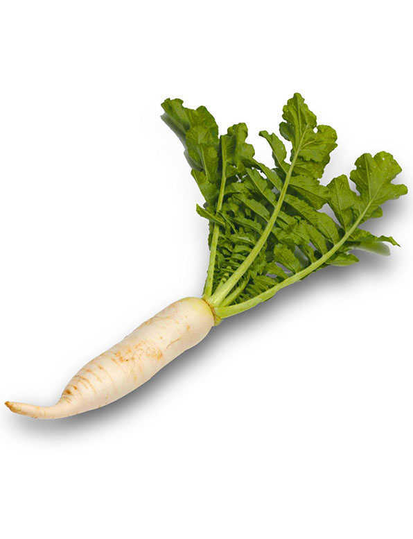 Radish WHOLESALE