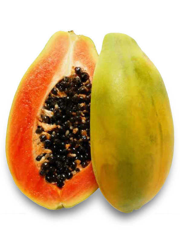 Papaya RedLady WHOLESALE