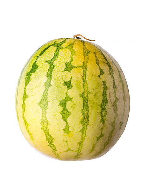 Watermelon Champion WHOLESALE