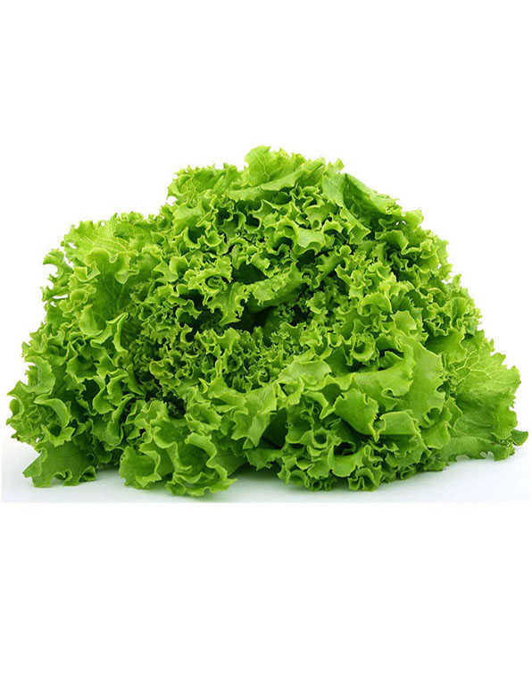 Lettuce Green Ice