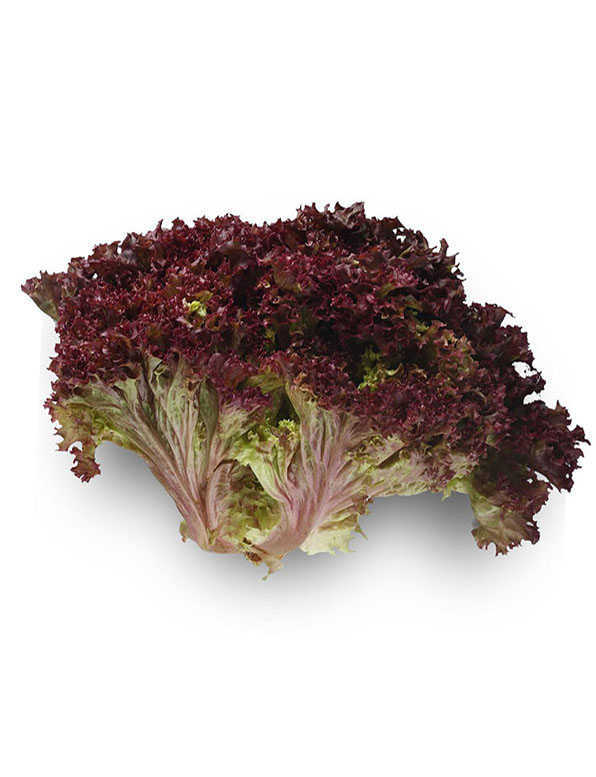 Lolo Rosso Red