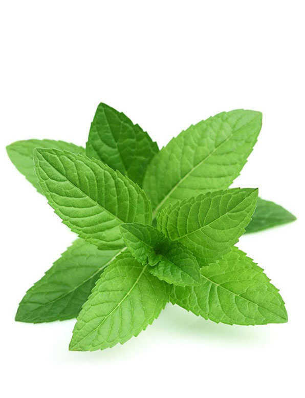 Mint Leaf