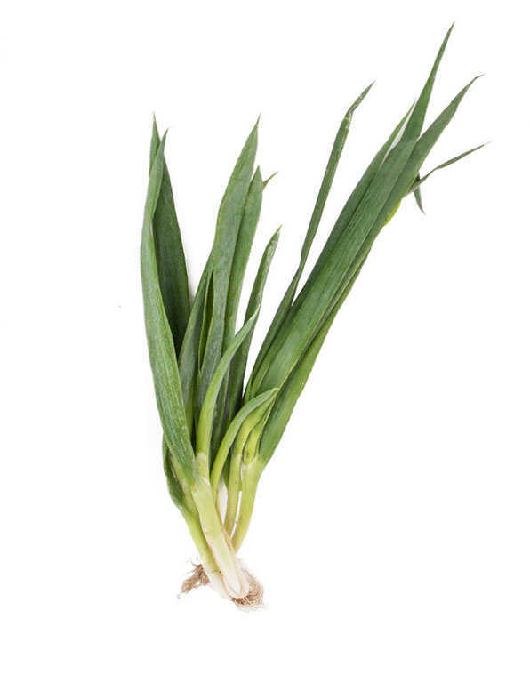 Onion Leek