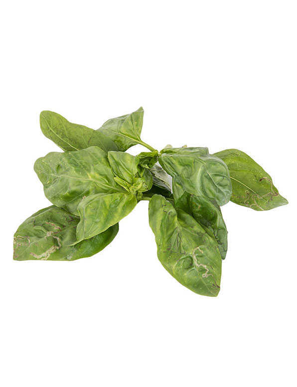 Basil Leaf