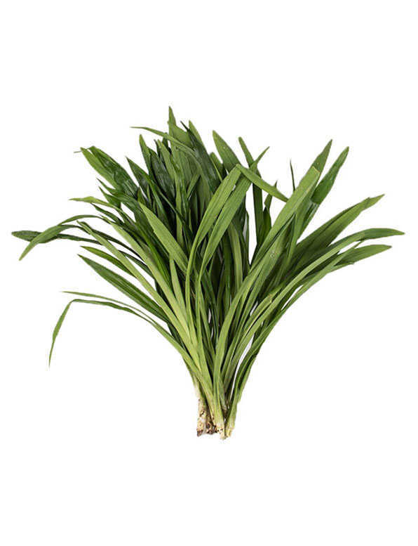 Pandan Leaf