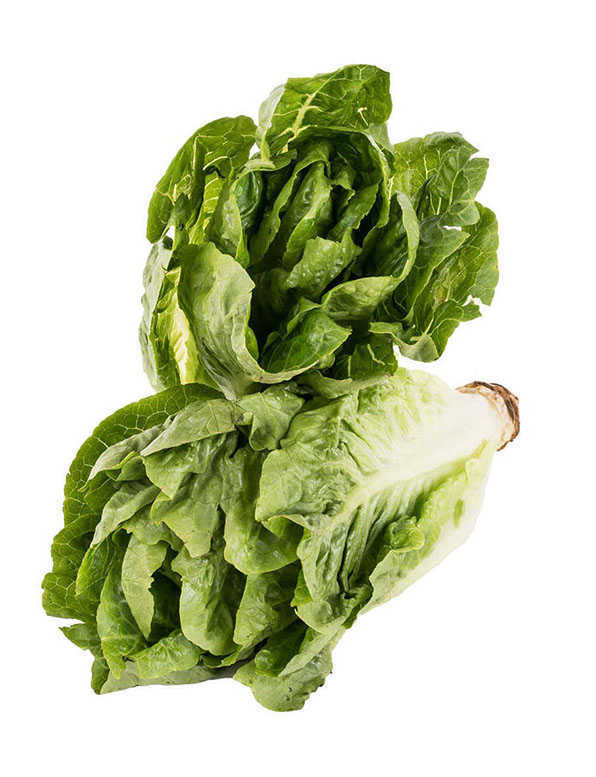 Lettuce Romaine